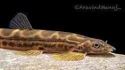 Ghatsa montana closeup