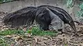 Giant Anteater