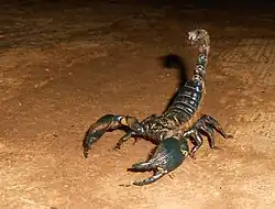 A giant forest scorpion from the Western Ghats in Karnataka, India