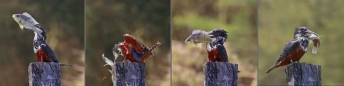 Female smashing a tilapia against a post to break its spine Lake Naivasha, Kenya