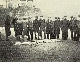 #107 (14/1/1933), Locals standing beside the Scarborough giant squid (Clarke, 1933:157, fig.; see also hand-coloured magic lantern slide of same)