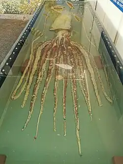 #596 (24/11/2014), Anterior view of the same specimen, showing well preserved arms and tentacles