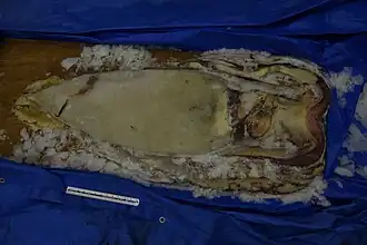 #590 (4/9/2014) Specimen measuring 140 cm in mantle length caught off Hamada, Shimane Prefecture, Japan, on 4 September 2014. Stored frozen at Shimane AQUAS Aquarium (see also original frozen state and in process of being exposed).