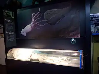#383 (16/11/1997), An overview of the entire giant squid exhibit at Museo Alborania, as it appeared in 2016 (see also closeups of head and arms)