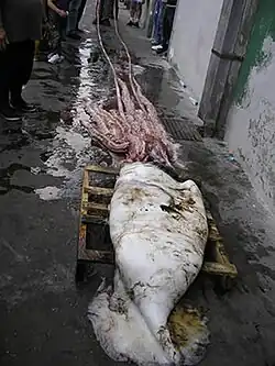 (?/7/2005), Large female caught off northern Spain