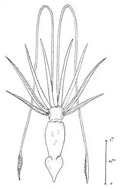 #110 (26/6/1935) Semi-schematic illustration of the giant squid taken by trawl in the Bay of Biscay on 26 June 1935, from Cadenat (1936:278, fig. 1)