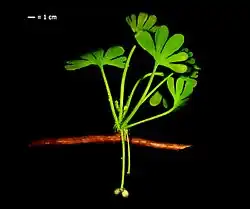 Extinct G. apodes[52]