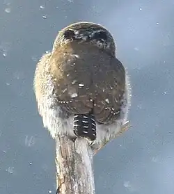Pygmy owl (Glaucidium californicum) with eyespots behind head