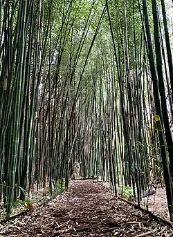 Bamboo maze