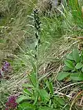 Norwegian arctic cudweed near the Spitzkoepfe [fr].