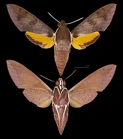 Gnathothlibus erotus