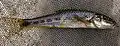 Gobio gobio, the gudgeon