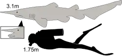 Diagram showing a goblin and scuba diver from the side: the shark is not quite twice as long as the human