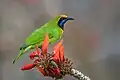 Golden-fronted leafbird at Erythrina flowers in Bangladesh.