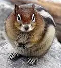 Golden-mantled ground squirrel begging at the Tea House