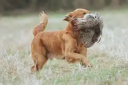A golden retriever walking through a field as it holds a dead pheasant in its mouth.