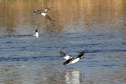 In flight over Rideau River, Ottawa, Ontario