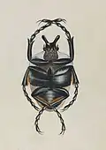 Goliath Beetle (the underside of) by Ann Lee