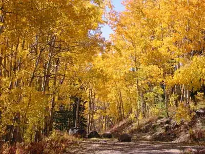 Autumn along the Grand Mesa Scenic Byway