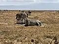 Grant's Zebra inside Ngorongoro Crater during the dry season.