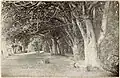 Grass walk under old puriri trees in the grounds of The Hill, Manurewa, circa 1935