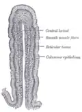 Vertical section of a villus from the dog's small intestine. X 80. (Simple columnar epithelium labeled at right, third from top.)