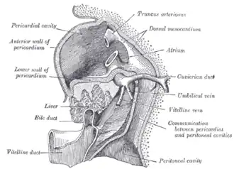 Liver with the septum transversum. Human embryo 3 mm. long.