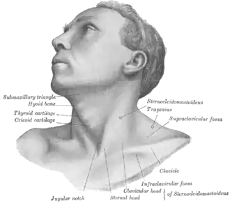 Anterolateral view of head and neck