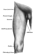 Front of the right thigh, with the position of the tensor fasciae latae indicated.