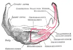 Hyoid bone—anterior surface, enlarged