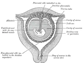 Sectional plan of the gravid uterus in the third and fourth month.