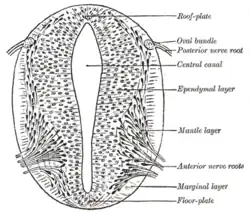 Cross-section of a developing spinal cord at four weeks
