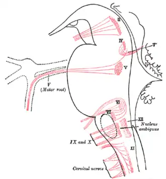 Nuclei of origin of cranial motor nerves schematically represented; lateral view.