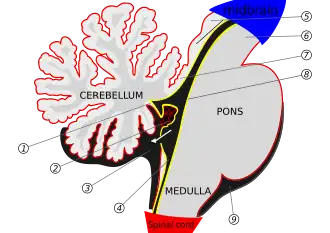 Scheme of roof of fourth ventricle. The arrow is in the foramen of Majendie.