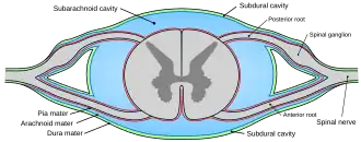 Diagrammatic transverse section of the medulla spinalis and its membranes.