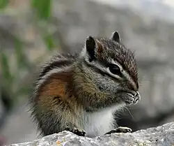 Brown chipmunk