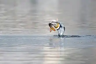 Eating a carp, in Taudaha Lake, Nepal