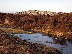 Group of four barrows and cairns known as 'Rowbarrows' including Great Rowbarrow and Little Rowbarrow