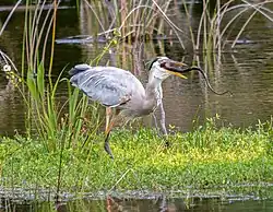 Eating a brown water snake in Florida