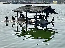 Great cormorants at the island on the lake
