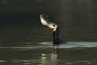 Swallowing a bronze featherback at Keoladeo Ghana National Park, Bharatpur