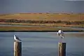Greater egret and gull on pilings