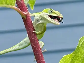 Carolina anole eating a fly