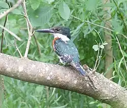 Green Kingfisher, Santa Ana NWR