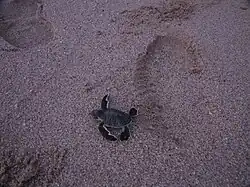 Freshly hatched young