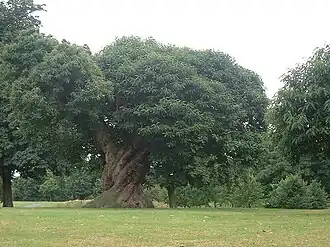 One of the ancient sweet chestnut trees, with distinctive spiralling bark