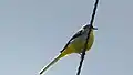 Grey wagtail on telephone line by the old blast furnace.