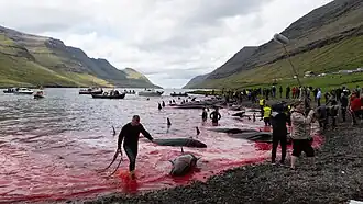 Image 20Grindadráp 2018 (from Culture of the Faroe Islands)