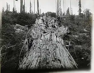 Upper trunk with six people present