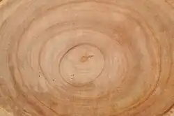 Tree rings